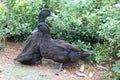 Cayuga Duck (Female)