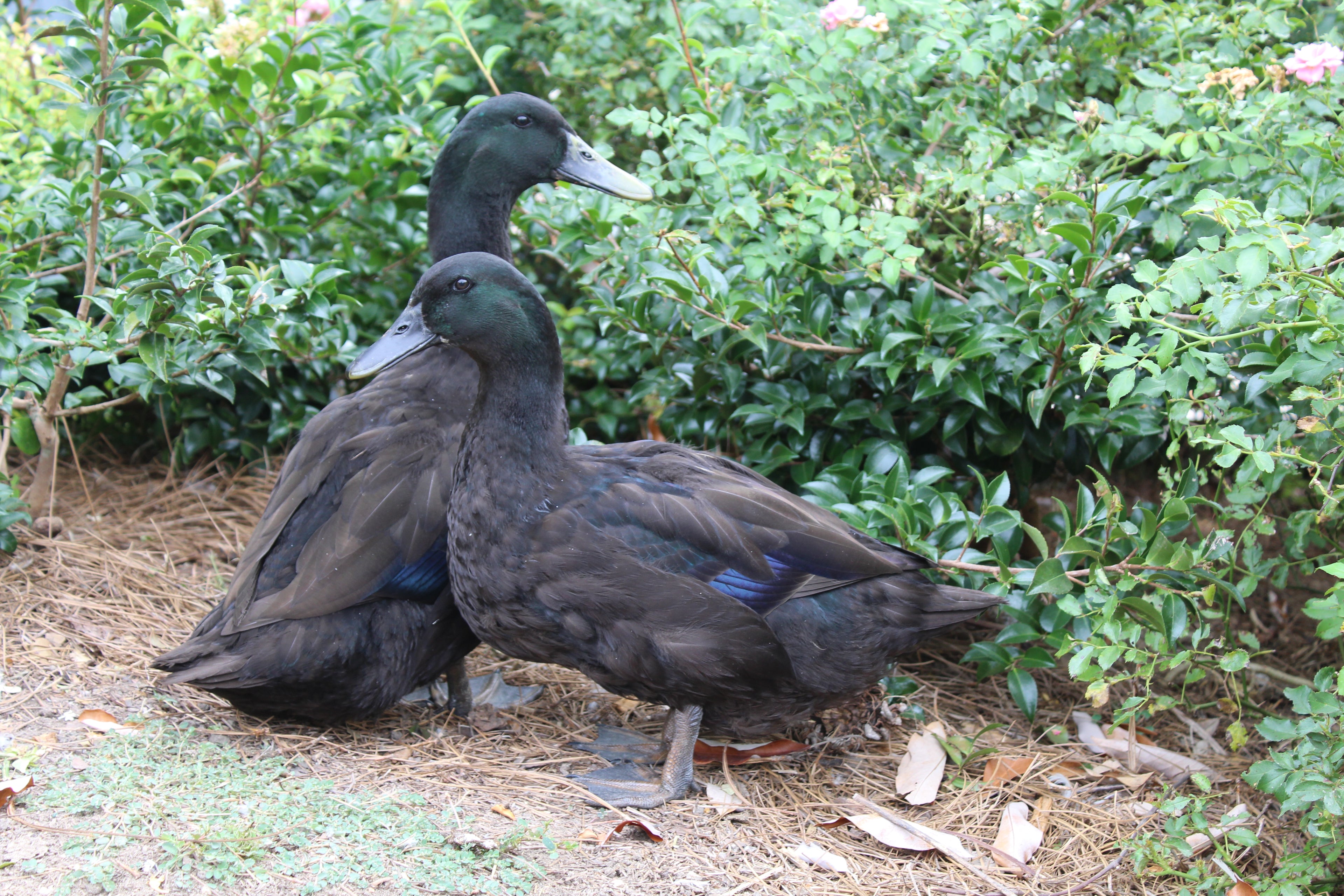 Cayuga Duck (Female)