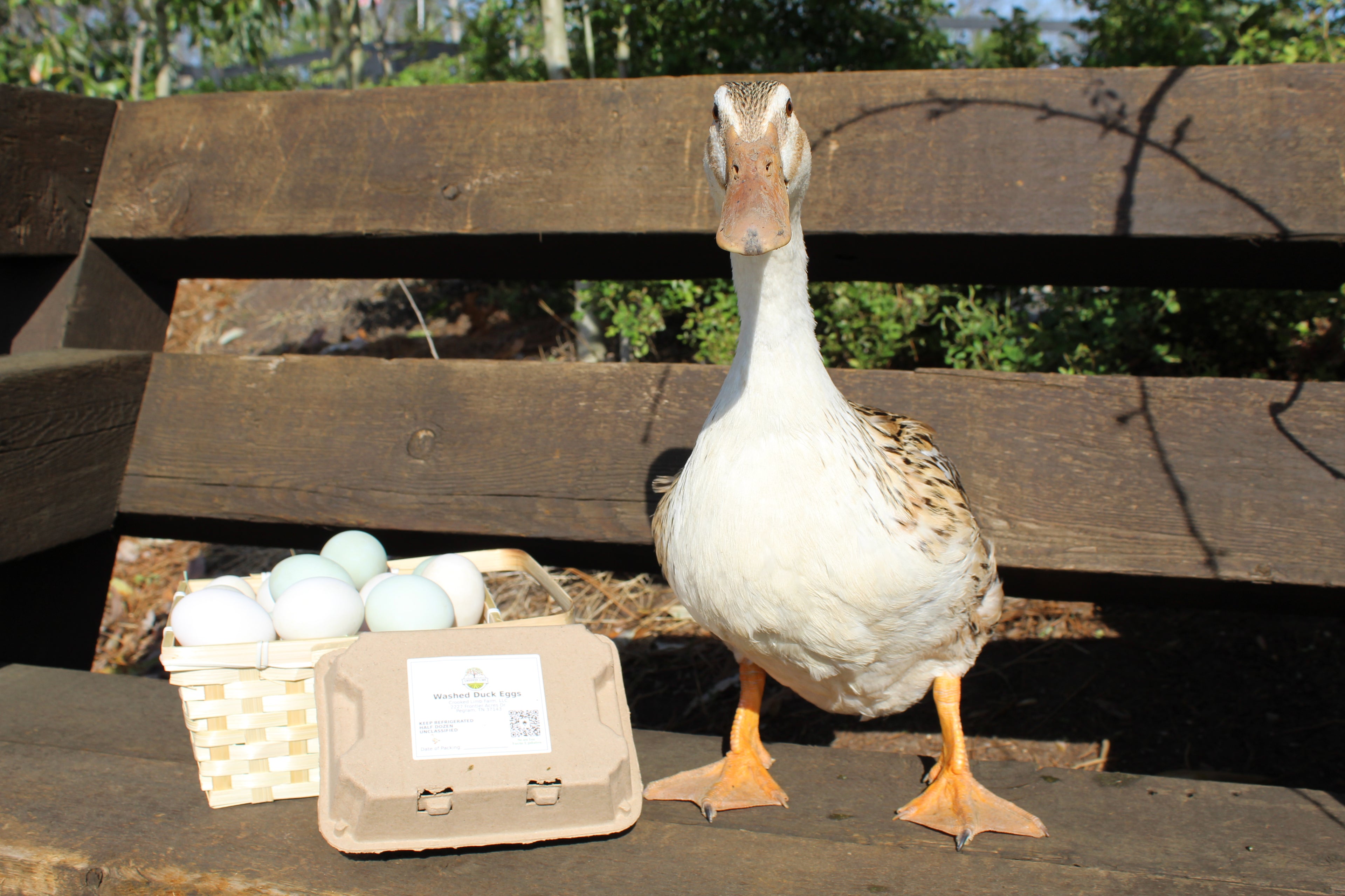 Duck Eggs (6-pack)🦆🥚